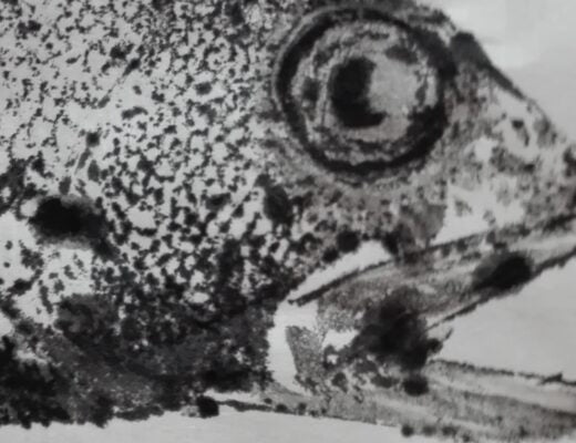 28 mayo: taller de Gyotaku